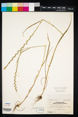 Lolium perenne subsp. multiflorum image