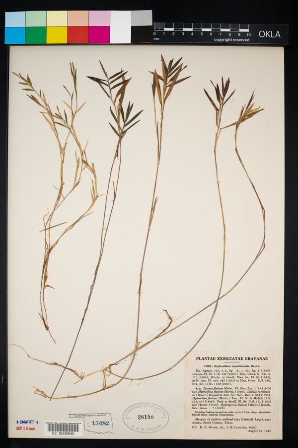 Hydrochloa caroliniensis image