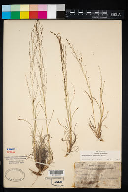 Muhlenbergia arenicola image