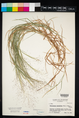 Muhlenbergia asperifolia image