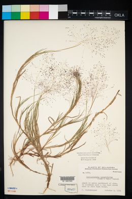 Muhlenbergia asperifolia image