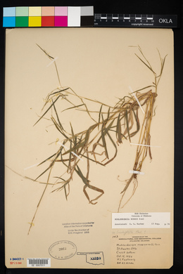 Muhlenbergia bushii image