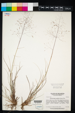 Muhlenbergia capillaris image