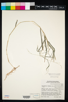 Muhlenbergia frondosa image