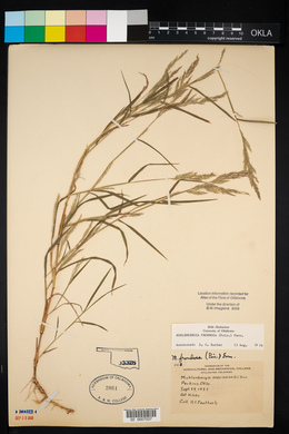 Muhlenbergia frondosa image