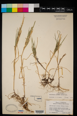 Muhlenbergia racemosa image