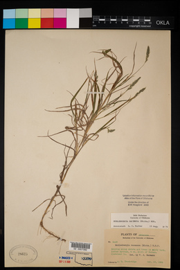 Muhlenbergia racemosa image