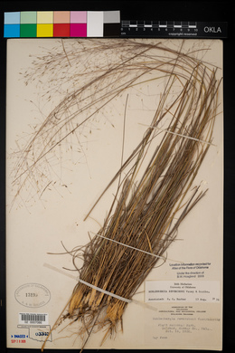 Muhlenbergia reverchonii image