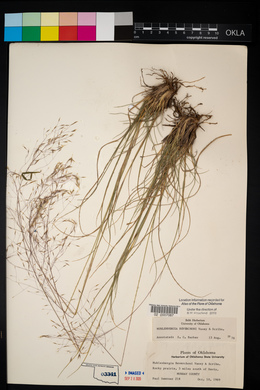 Muhlenbergia reverchonii image