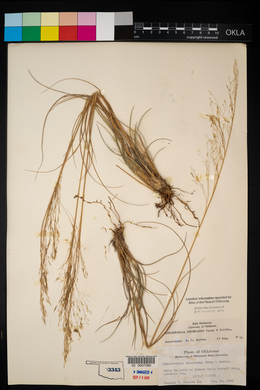 Muhlenbergia reverchonii image