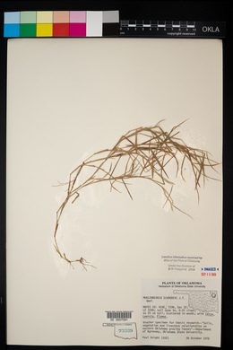 Muhlenbergia schreberi image