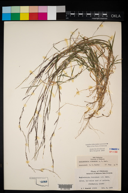 Muhlenbergia schreberi image