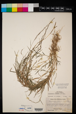 Muhlenbergia schreberi image