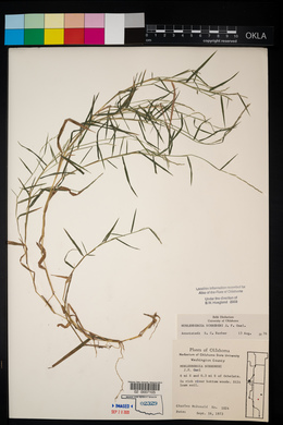 Muhlenbergia schreberi image