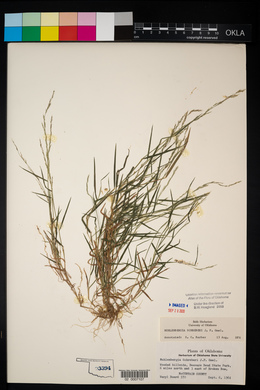 Muhlenbergia schreberi image