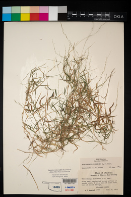 Muhlenbergia schreberi image