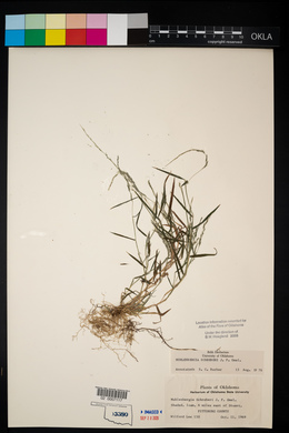 Muhlenbergia schreberi image