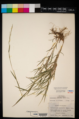 Muhlenbergia sobolifera image