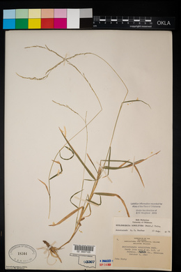 Muhlenbergia sobolifera image