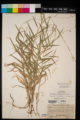 Muhlenbergia sobolifera image