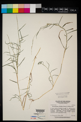 Muhlenbergia sobolifera image