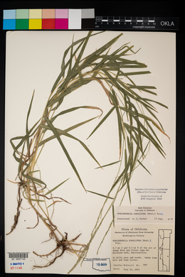 Muhlenbergia sobolifera image