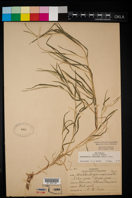 Muhlenbergia sobolifera image