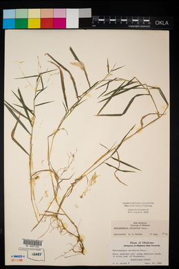 Muhlenbergia sylvatica image