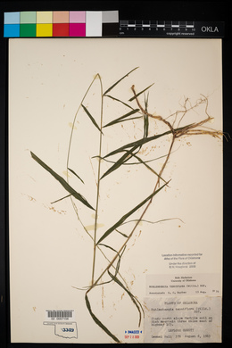 Muhlenbergia tenuiflora image