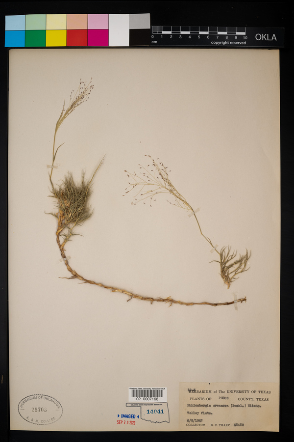 Muhlenbergia arenacea image