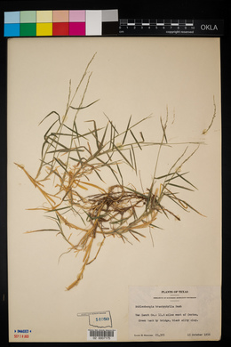 Image of Muhlenbergia brachyphylla