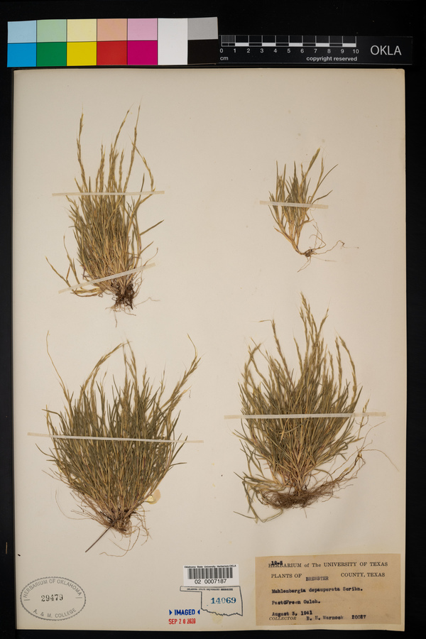 Muhlenbergia depauperata image