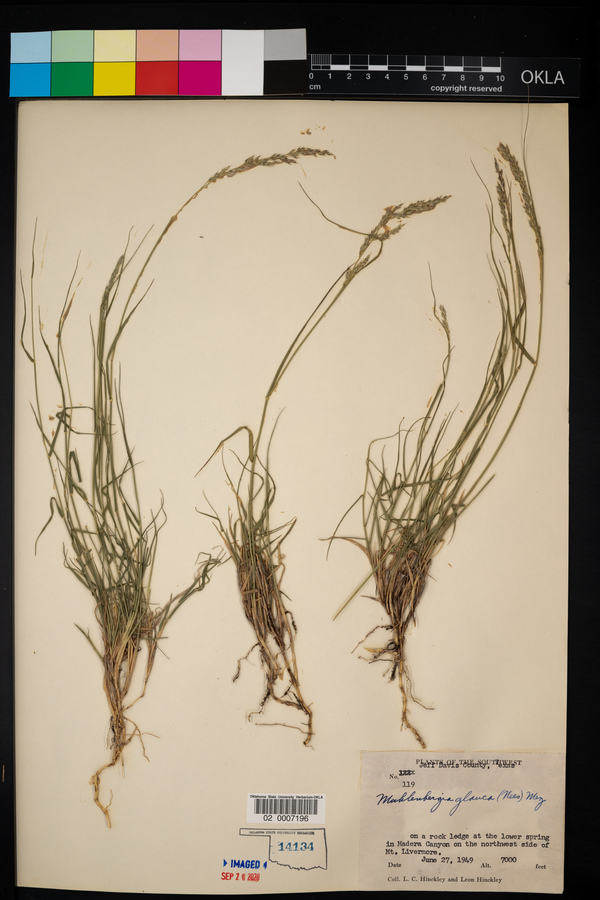 Muhlenbergia glauca image