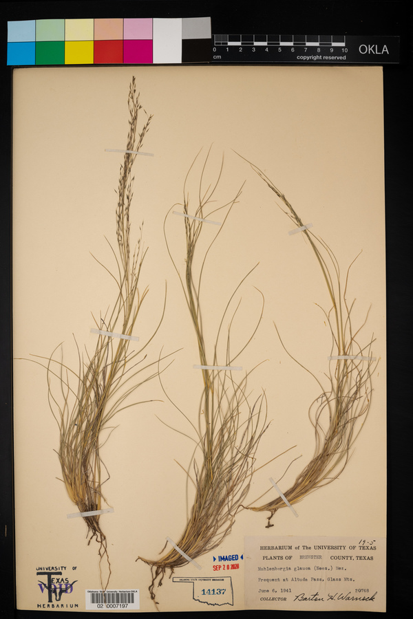 Muhlenbergia glauca image