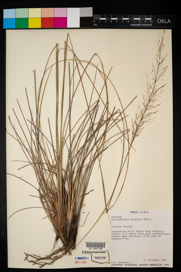 Muhlenbergia involuta image