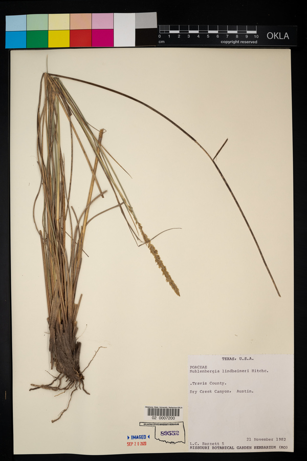 Muhlenbergia lindheimeri image