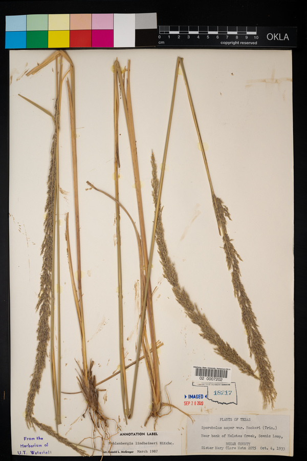 Muhlenbergia lindheimeri image