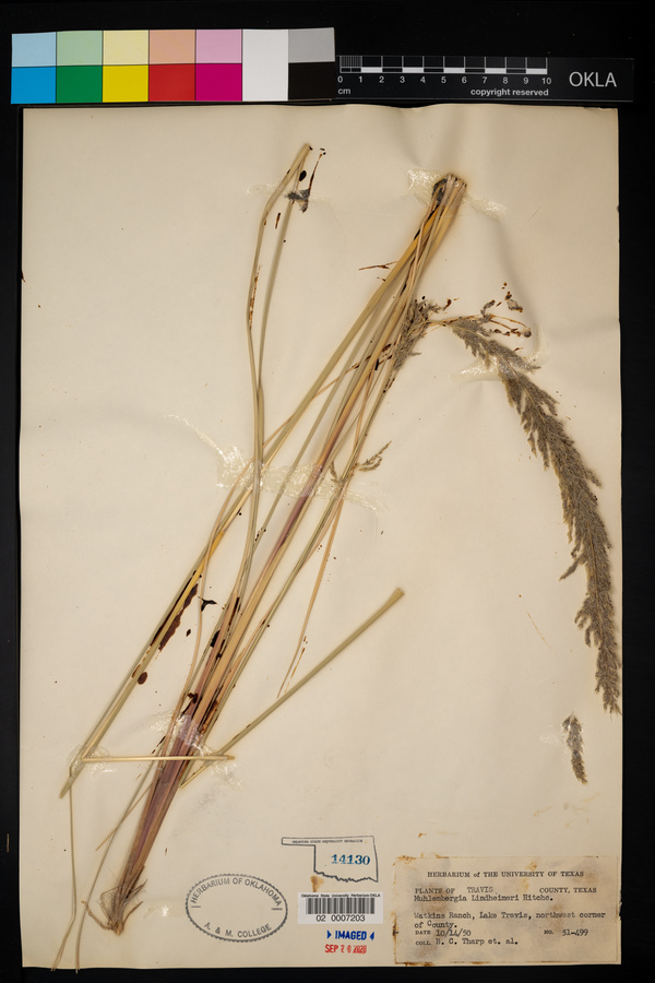 Muhlenbergia lindheimeri image