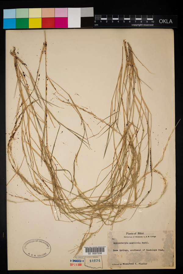 Muhlenbergia tenuifolia image