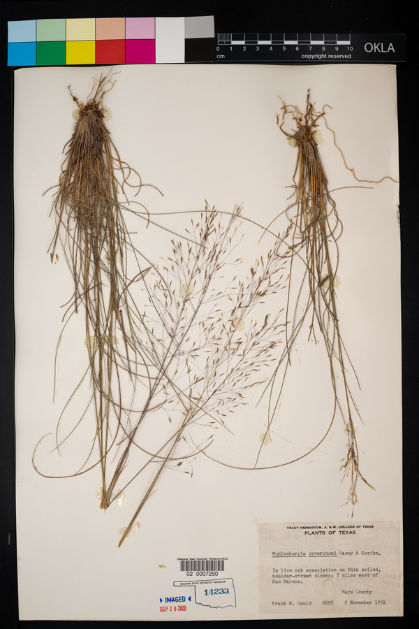 Muhlenbergia reverchonii image