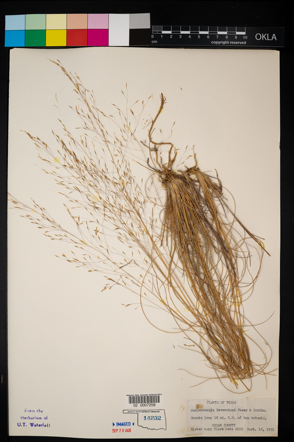 Muhlenbergia reverchonii image