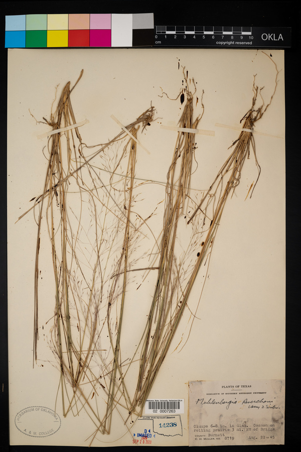 Muhlenbergia reverchoni image