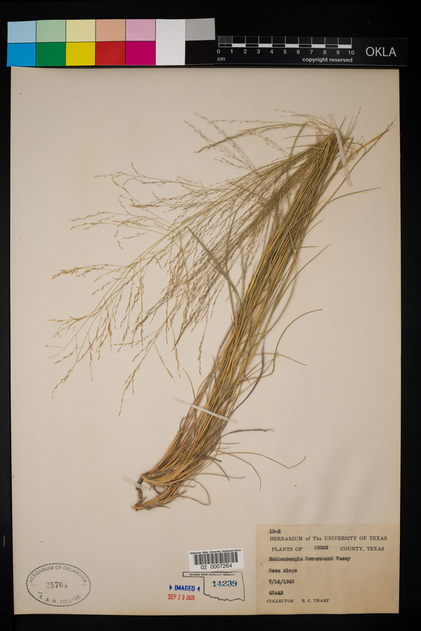 Muhlenbergia reverchoni image