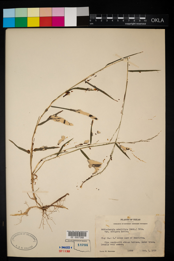 Muhlenbergia sobolifera image