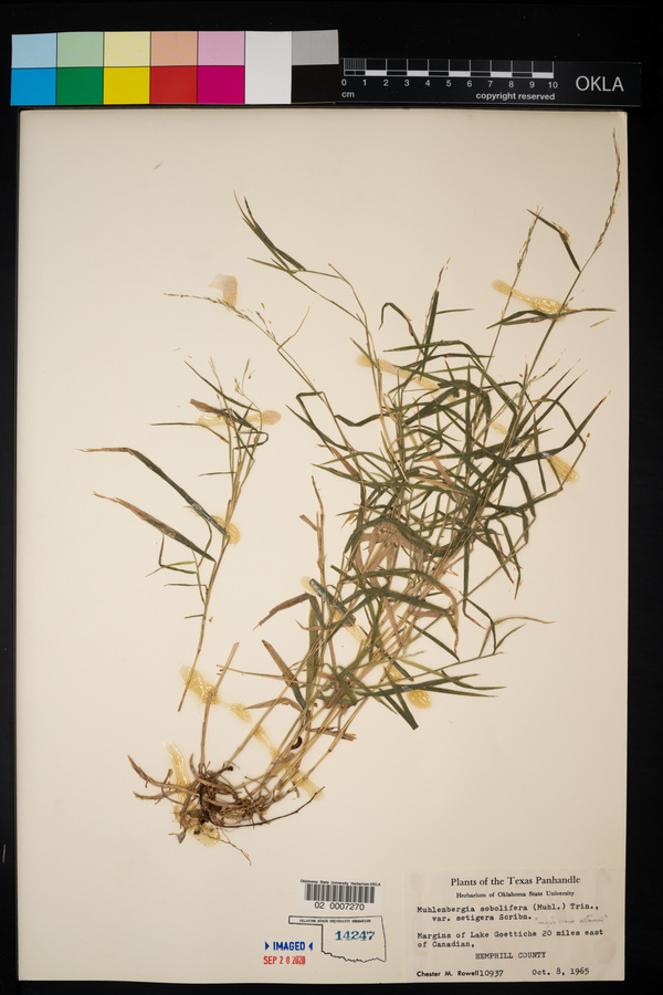 Muhlenbergia sobolifera image