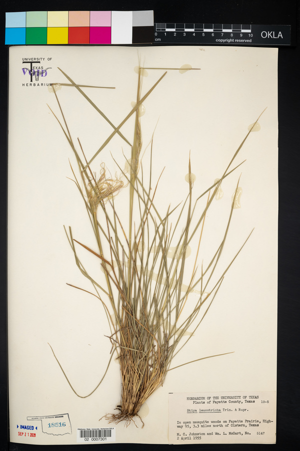 Nassella leucotricha image