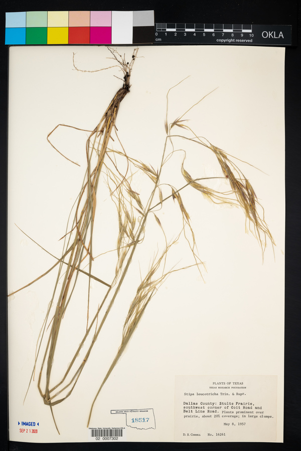 Nassella leucotricha image