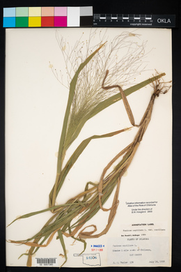 Panicum capillare var. capillare image