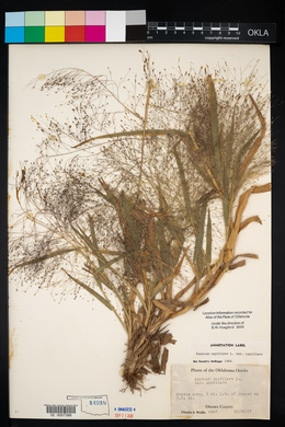 Panicum capillare var. capillare image