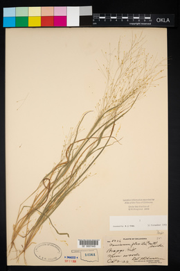 Panicum flexile image